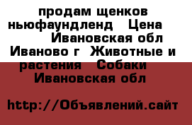 продам щенков ньюфаундленд › Цена ­ 30 000 - Ивановская обл., Иваново г. Животные и растения » Собаки   . Ивановская обл.